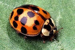 Asian lady bird beetles Fucking hand job